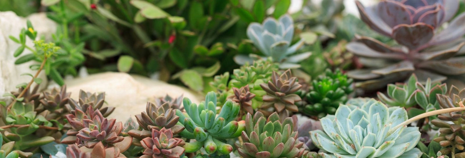 knollwood garden center and landscaping - home